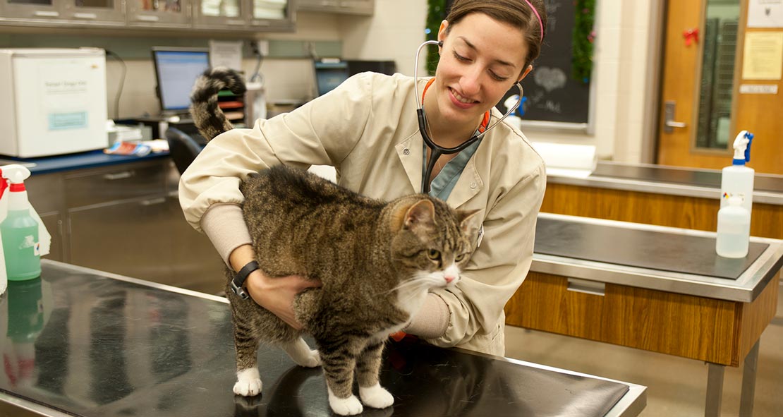 veterinary student treating cat