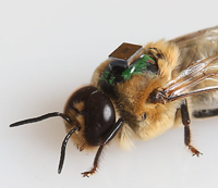 image of RFID tagged bee