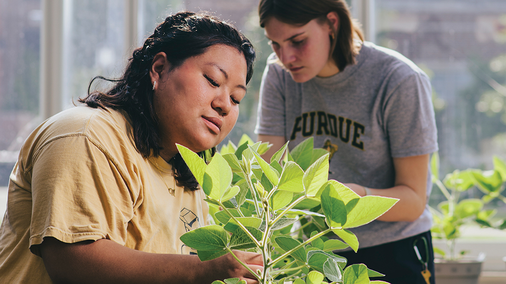 Two students examine plants in a greenhouse