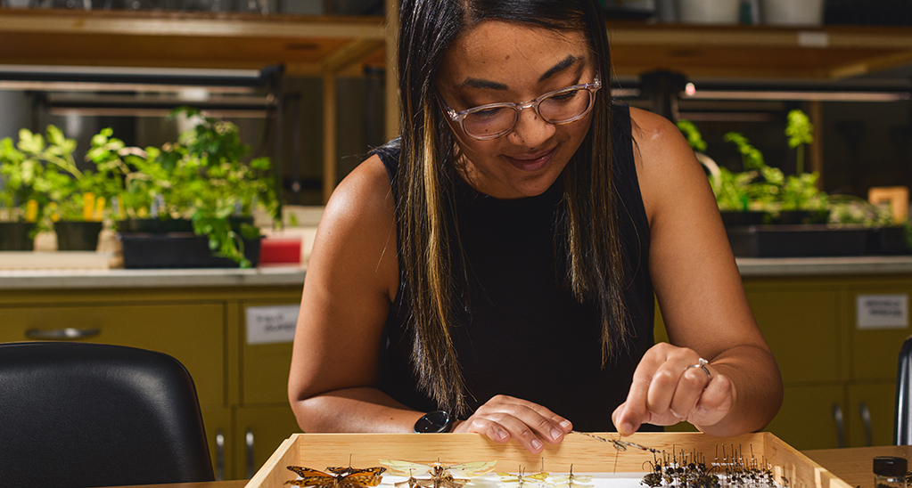 A woman examines butterflies in a display in a lab