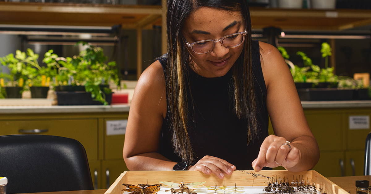 A woman examines butterflies in a display in a lab