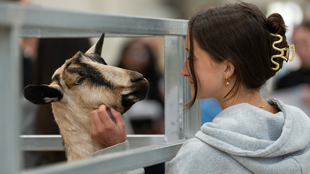 A young woman wearing a light hoodie smiles softly as she pets a tan and black goat through a metal gate
