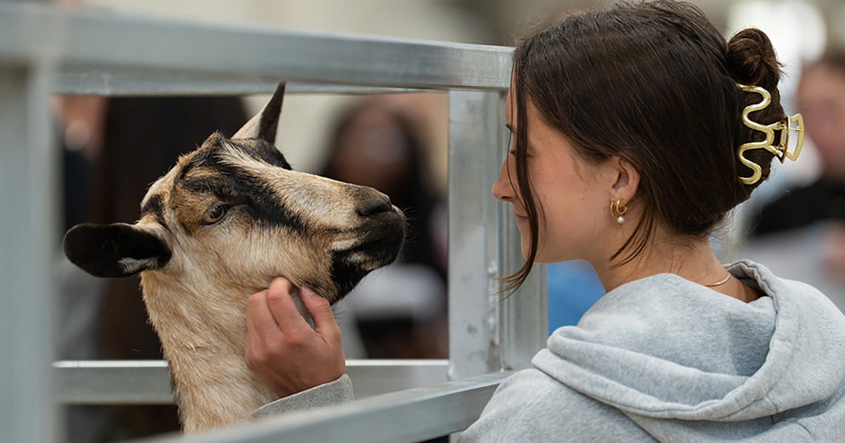 A young woman wearing a light hoodie smiles softly as she pets a tan and black goat through a metal gate