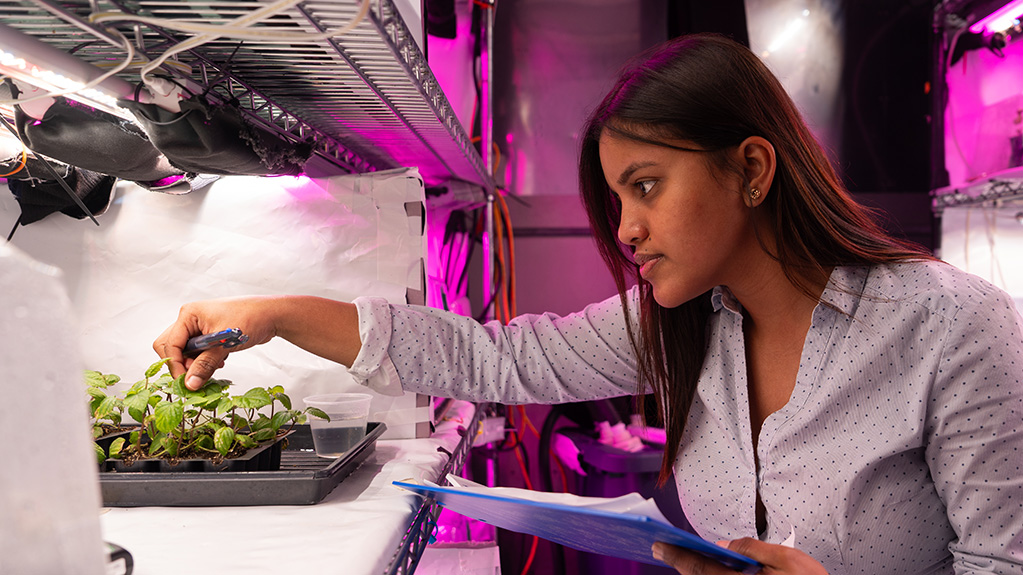 Female student working with plant in an indoor controlled environment.