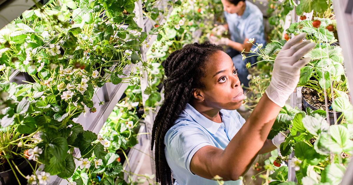 A woman picks strawberries in a greenhouse
