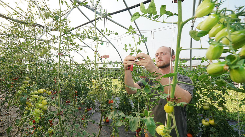 Person harvesting peppers in a greenhouse