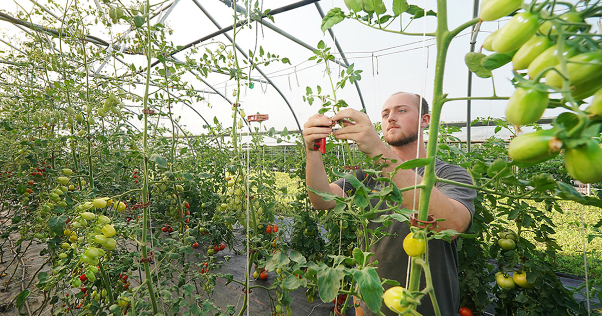 Person harvesting peppers in a greenhouse
