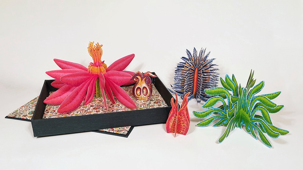 Jennifer Scheuer’s three-dimensional plant models display 