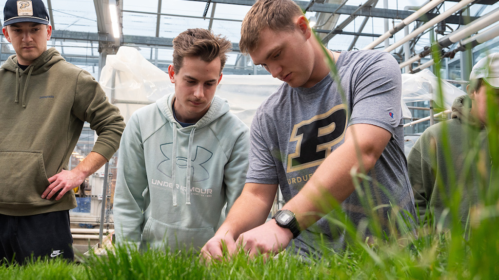 Students looking at turfgrass samples