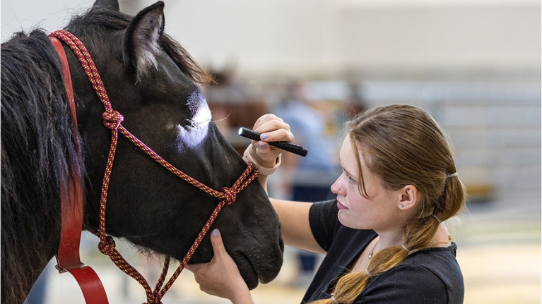 Student inspects a horse’s eye with a penlight in a stable.