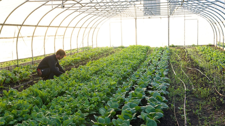 Person tending rows of plants inside a sunlit greenhouse.