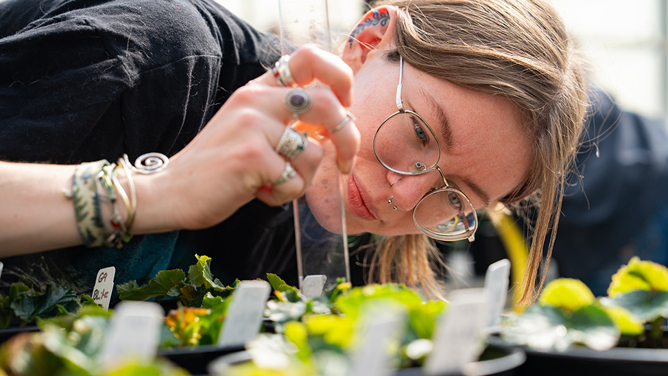 A student measures plants in a greenhouse