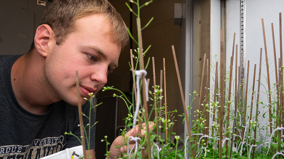 Student studies young plants at close range.