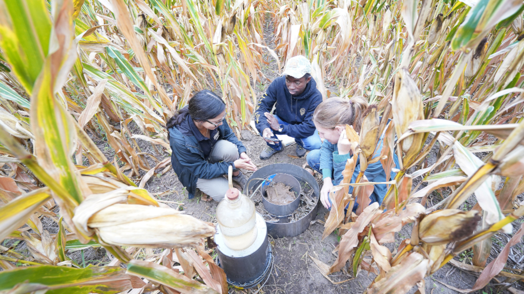 Students work together in a corn field