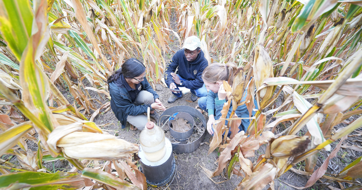 Students work together in a corn field