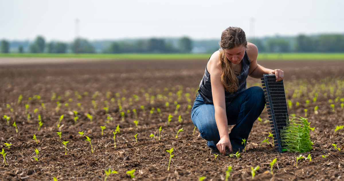 A student works in a field with plants